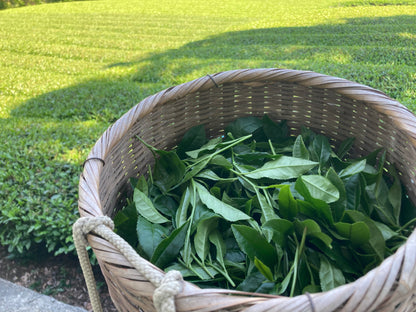 ほうじ茶　カフェイン少なめお茶　産地直送　農家直売