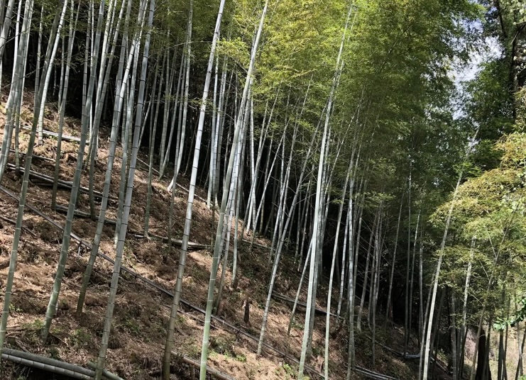 茹で筍（あく抜き済み）使いやすい3パックセット