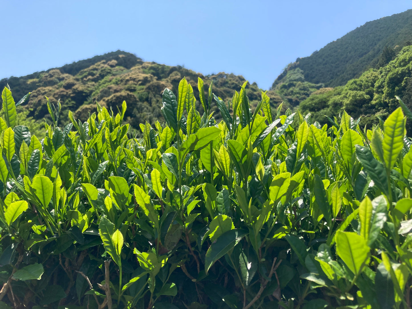 2024年収穫！静岡茶　やぶきた　200ｇ　緑茶