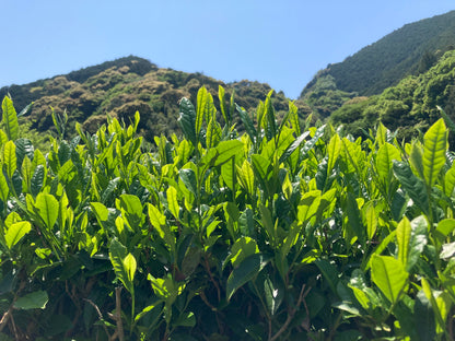 2024年収穫！静岡茶　やぶきた　200ｇ　緑茶