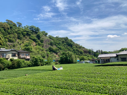 2024年収穫！静岡茶　やぶきた　200ｇ　緑茶