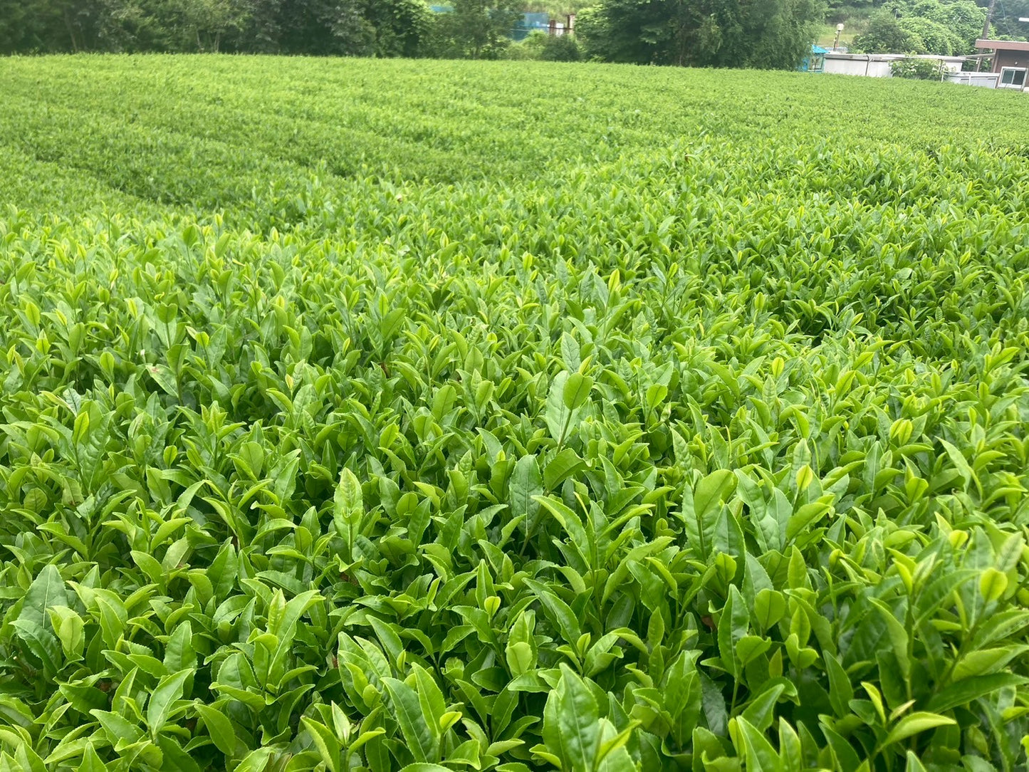 33farm AOI 　大地の恵みセット　ギフトにもおすすめ　満喫セット