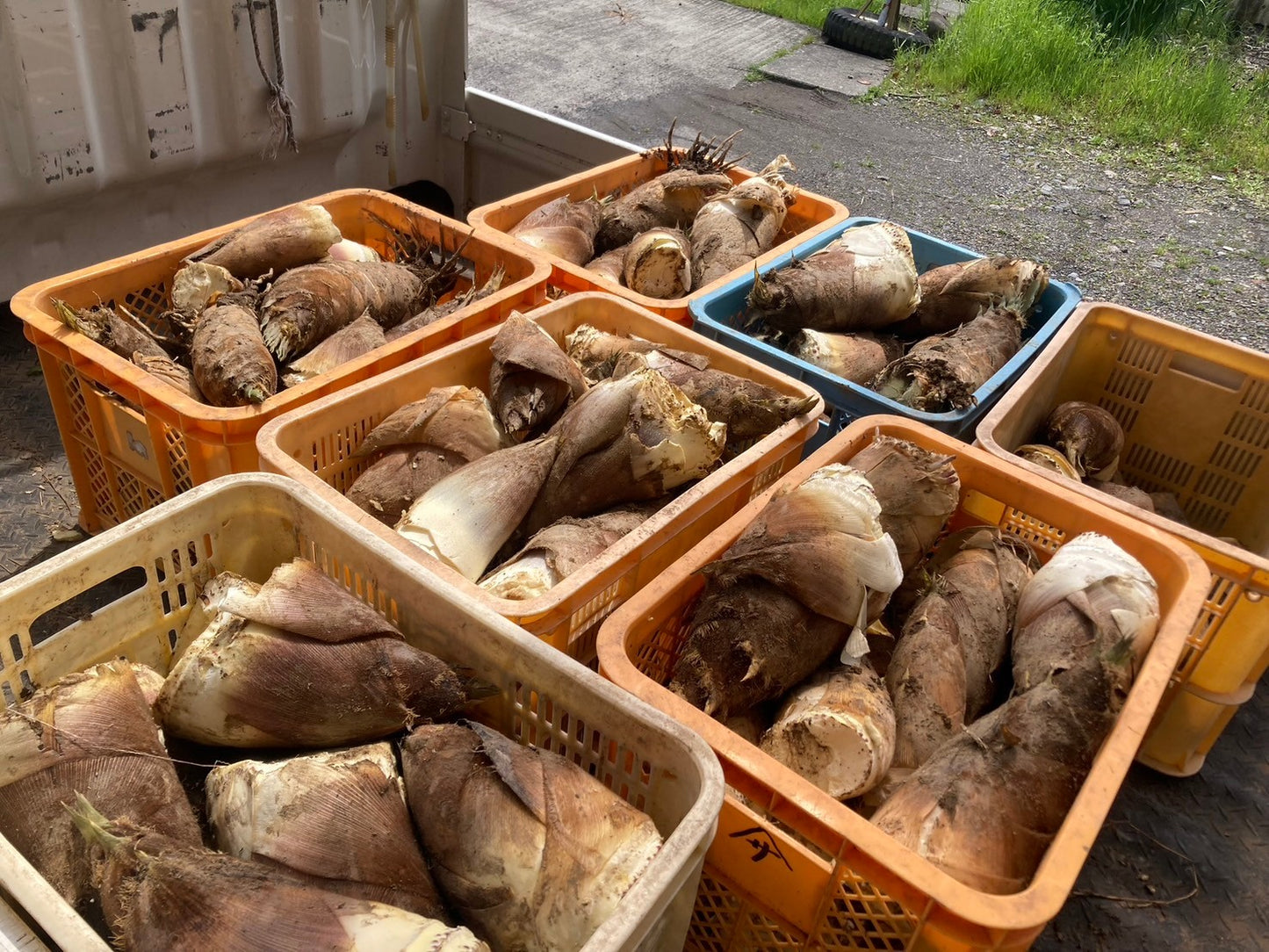 筍　希少部位！姫皮3パックセット