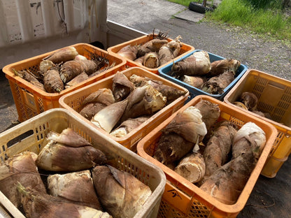 筍　希少部位！姫皮3パックセット